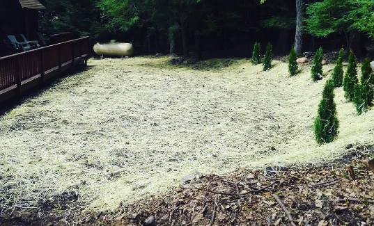 Newly planted arborvitae shrubs along a freshly seeded and straw-covered backyard lawn
