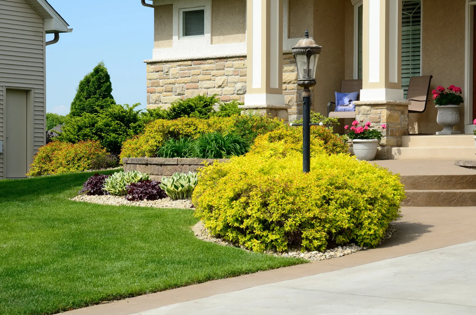 Front yard landscaping with stone facade home, yellow shrubs, lamppost, and walkway