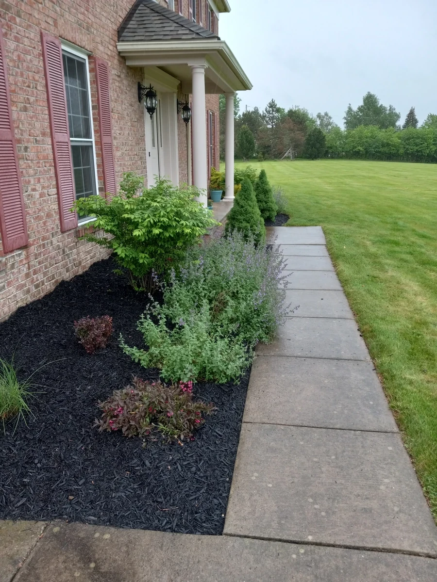 Fresh black mulch spread around a foundation planting bed with shrubs and perennials beside a brick home
