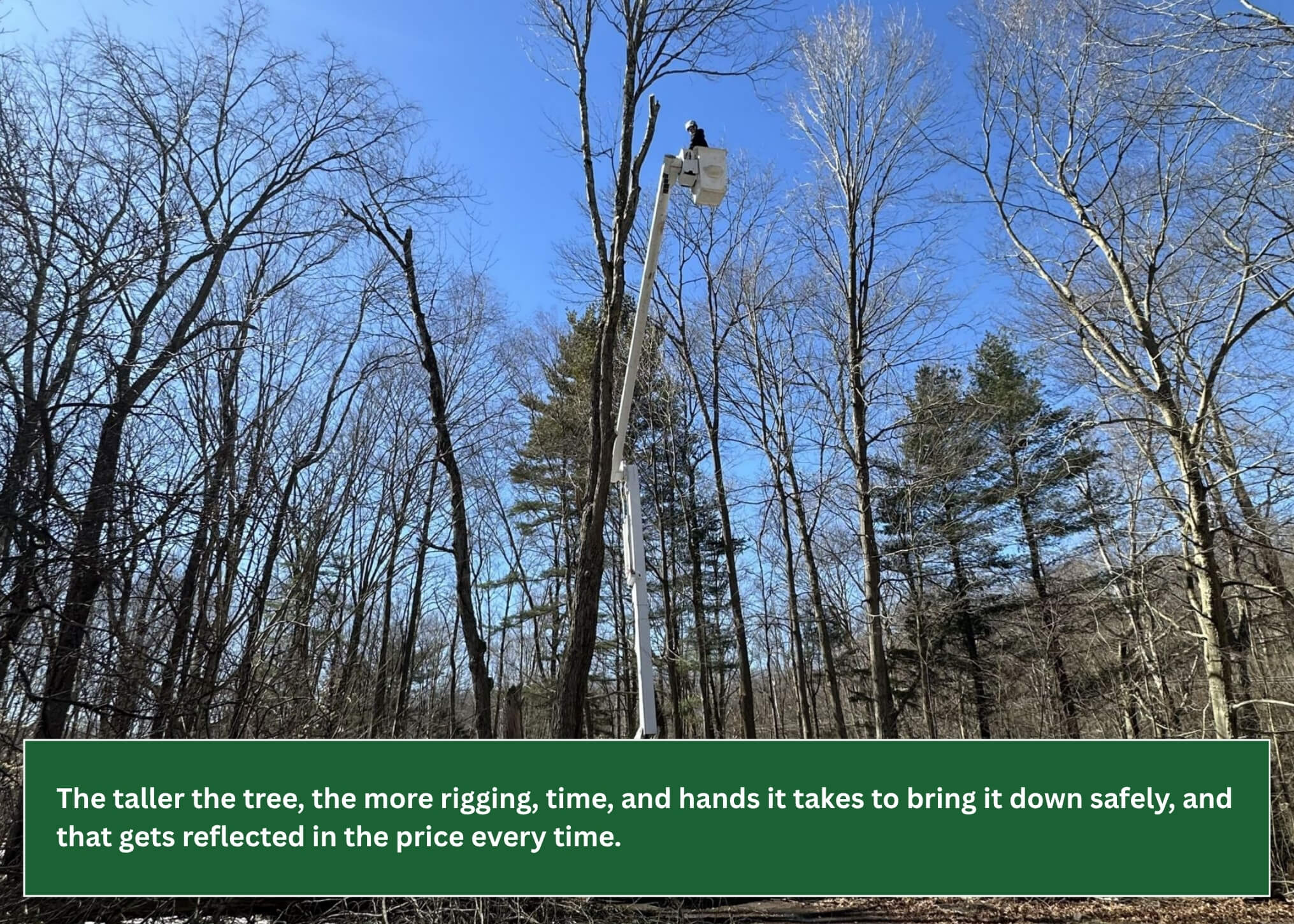 Tree removal cost graphic showing how tree height affects the price of removal