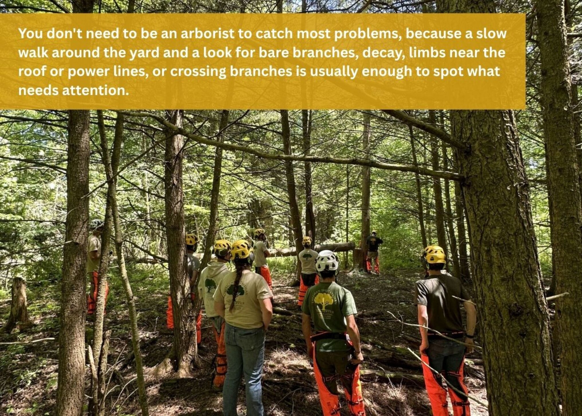 Tree crew walking a wooded property to look for bare branches, decay, and unsafe limbs