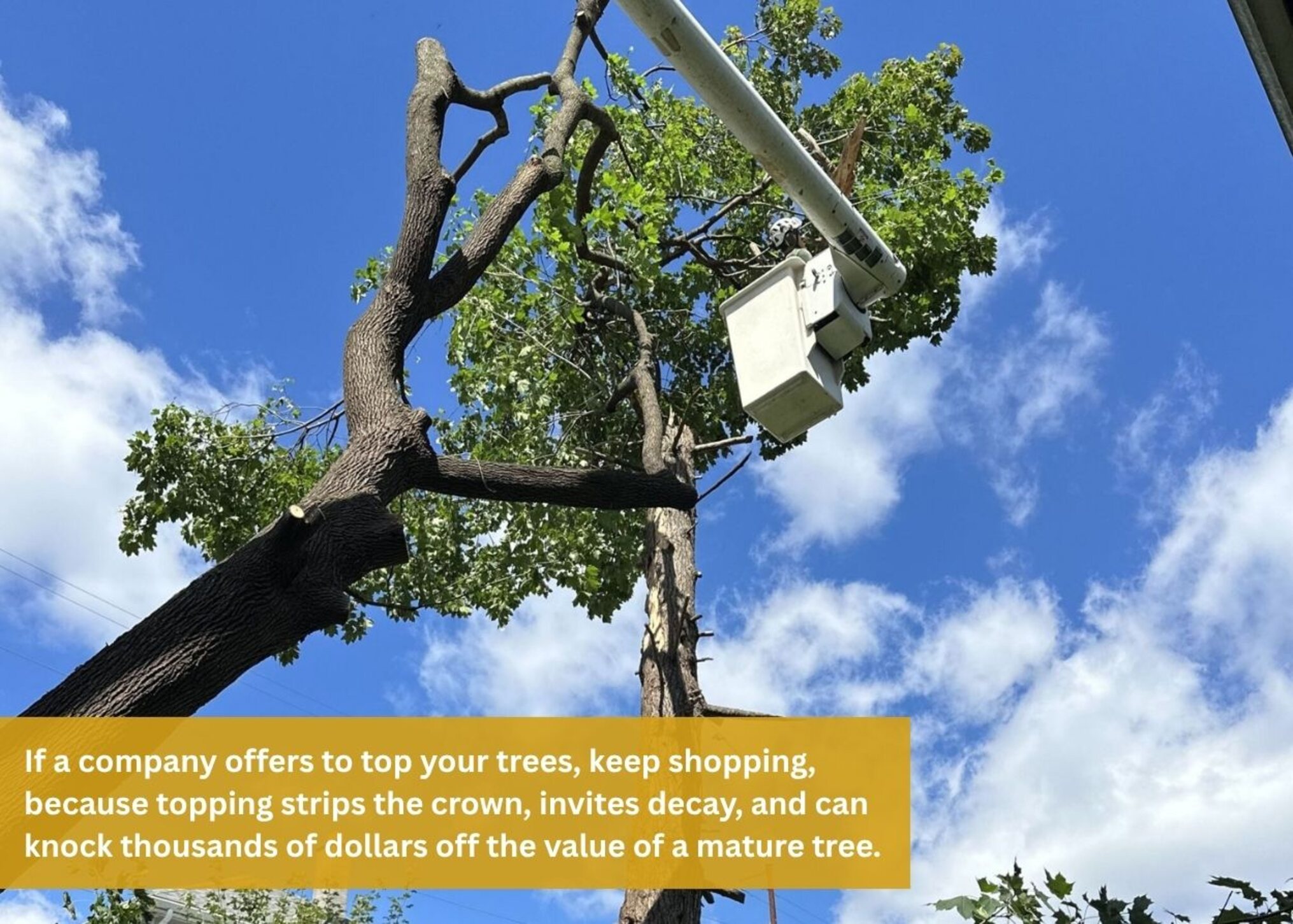 Tree crew in a bucket truck pruning a mature tree beneath a blue sky