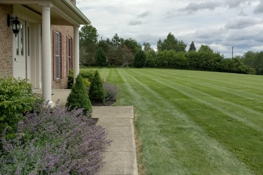 Freshly mowed lawn with clean stripes beside a brick home with lavender plantings