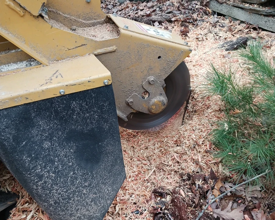Close-up of a yellow stump grinder cutting wheel turning a tree stump into wood chips