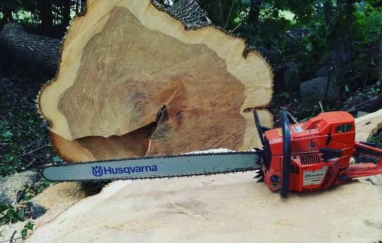 Massive tree being sectioned and lowered for removal