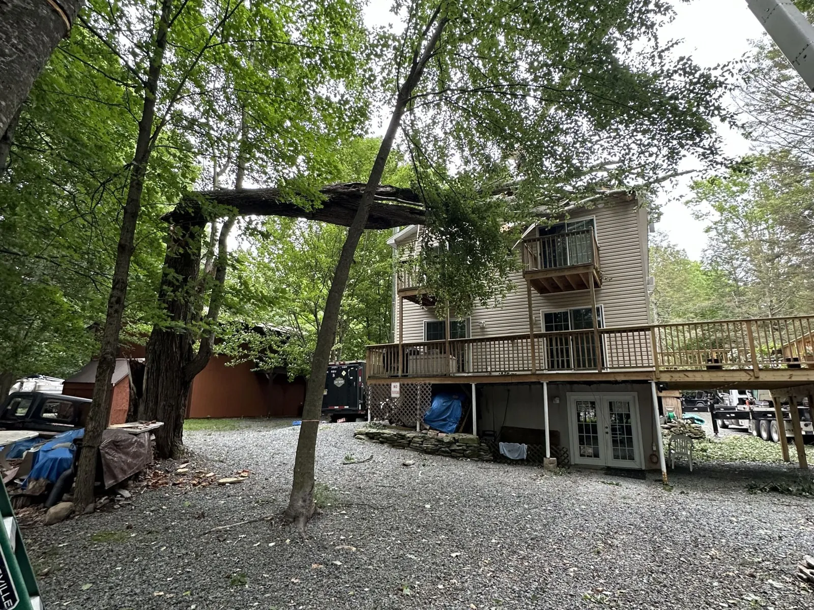 Freeman crew managing a complex tree removal