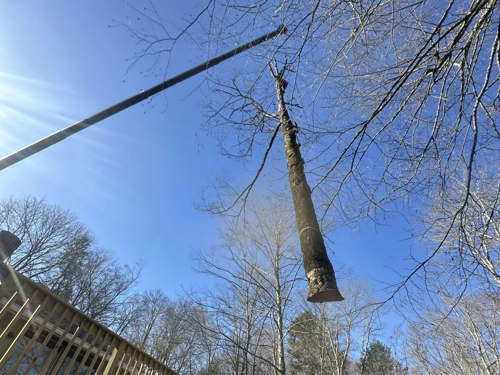Freeman crew handling a large tree on a residential property