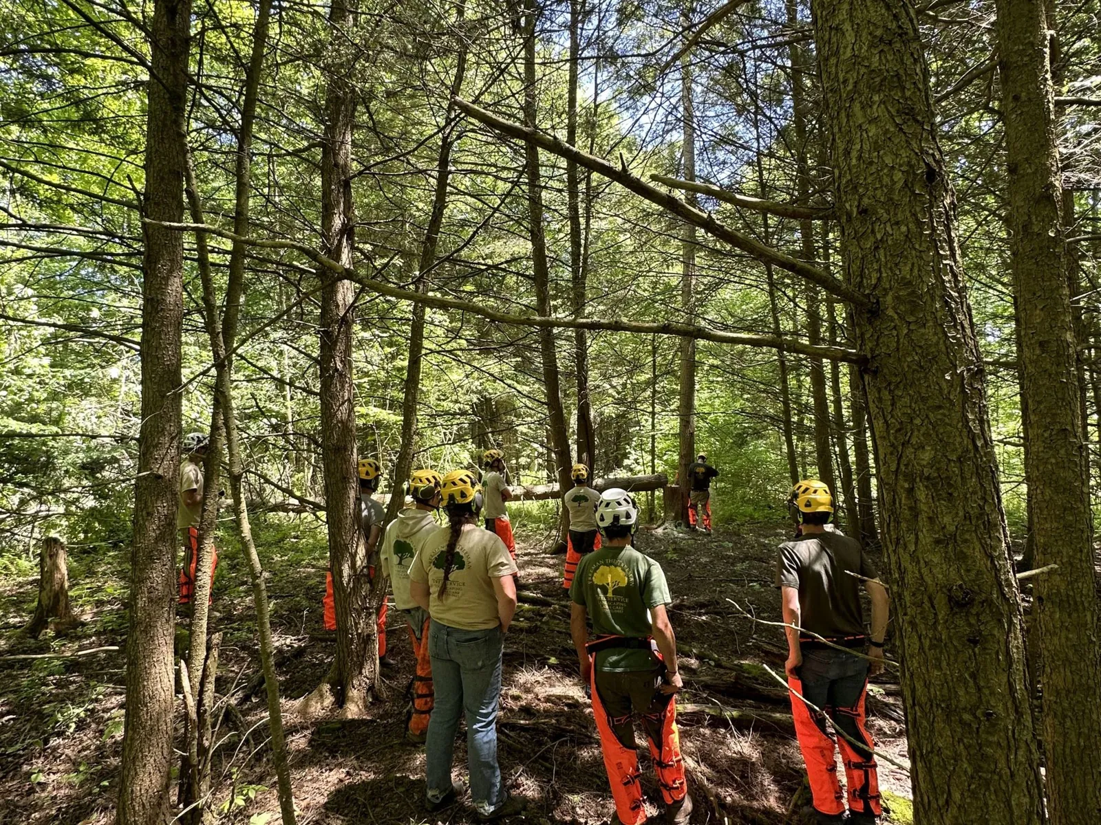 Freeman team working on a residential tree job
