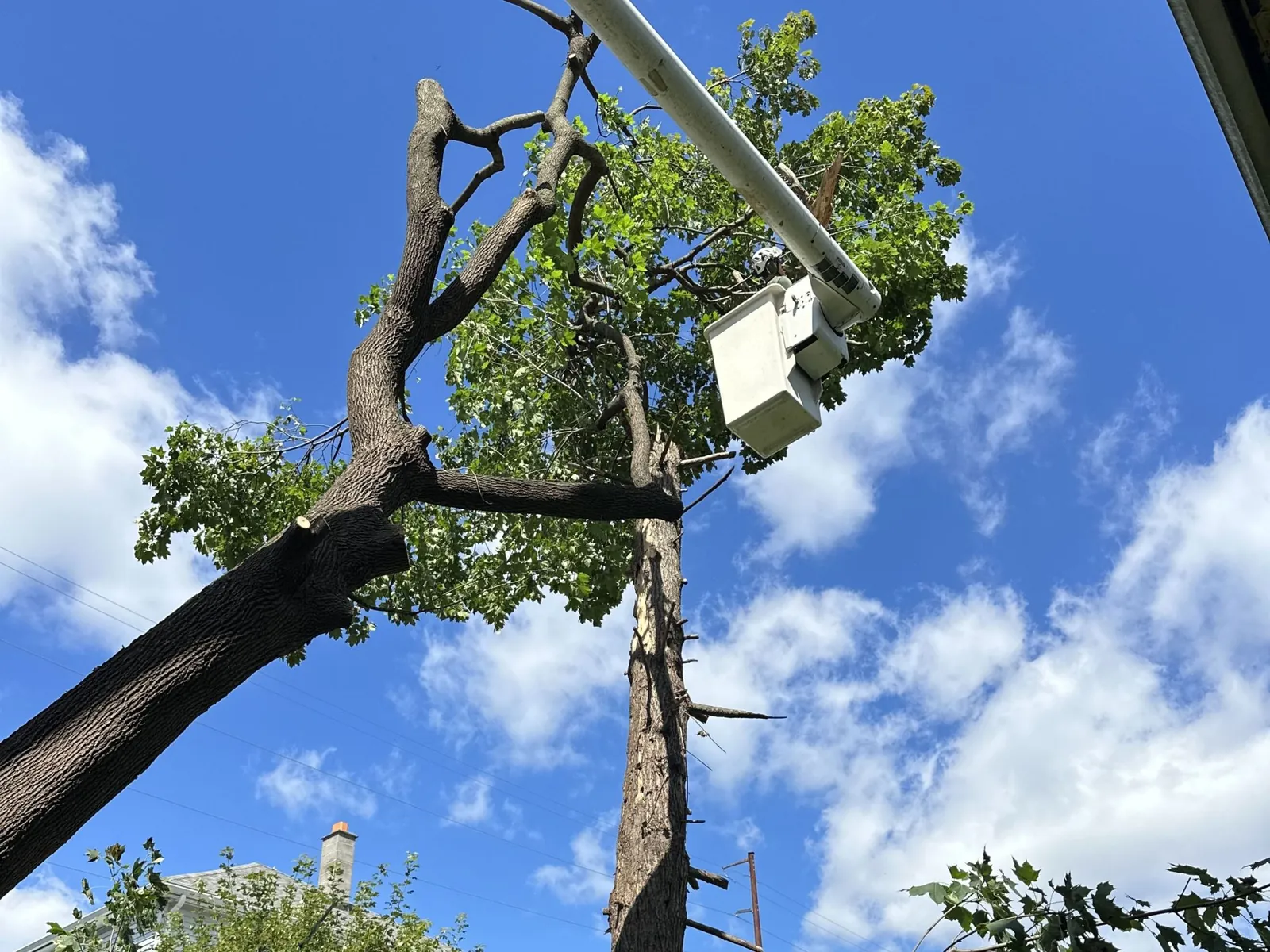 Freeman team working through a tough tree removal