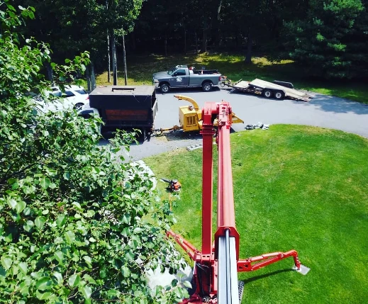 Crew member trimming branches from a tall tree