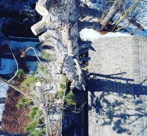Overhead view of a tall pine tree being sectioned and lowered between a roof and a snowy yard during removal